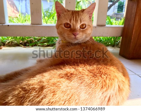 An orange cat lying on the patio