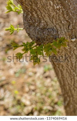 Spring sprouts, yellow-green，Tree bud