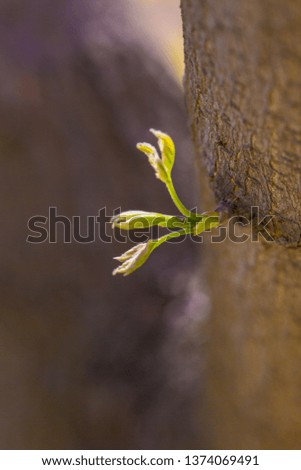 Spring sprouts, yellow-green，Tree bud