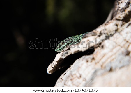 Lizards slava that are found widely in European countries posing on a log 