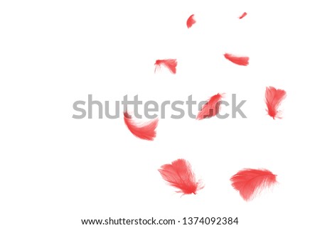 Beautiful group red maroon feather floating in air isolated on white background