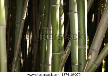 bamboo grove nature background - Image 