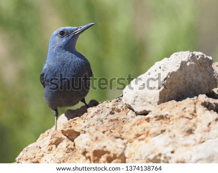 Blue Rock-Thrush Monticola solitarius