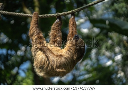 Two-toed sloth is hanging on the rope in the Zoo. Sloth sleeping holding with three paws.