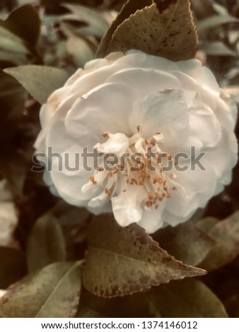 Old picture of a white flower