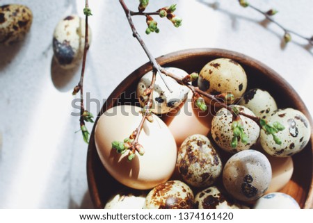 Quail eggs on a white background. View from above. Free space for text.