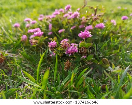 pink color floral background photo