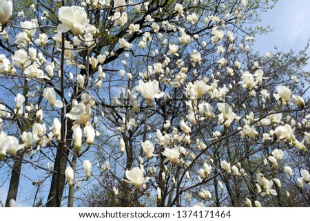 White magnolia flowers on a tree in a park in early spring.