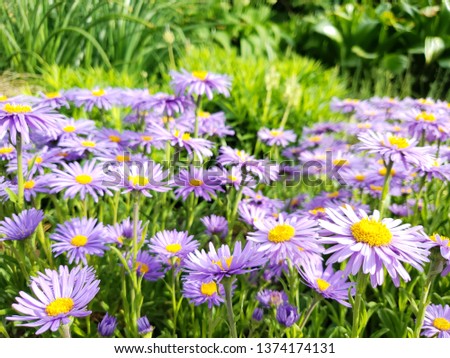 Violet daises,flowers in the garden. Background