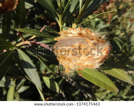 Hairy seed pods of Nerium oleander