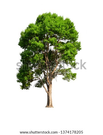Green tree isolated on white background. This has clipping path. Royalty-Free Stock Photo #1374178205