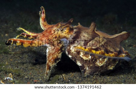 Underwater world - flamboyant cuttlefish. Lembeh strait, Indonesia.                               