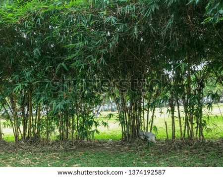 Bamboo trees line in the park