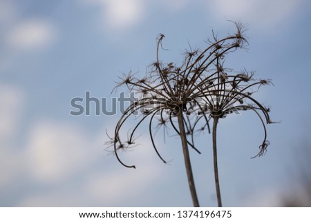 Dry stems of flowers in the spring on the background of blue sky with clouds, similar to dandelions from the bottom up