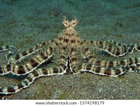 Underwater world - mimic octopus. Lembeh strait, Indonesia.                              