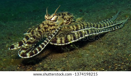 Underwater world - mimic octopus. Lembeh strait, Indonesia.                               Royalty-Free Stock Photo #1374198215