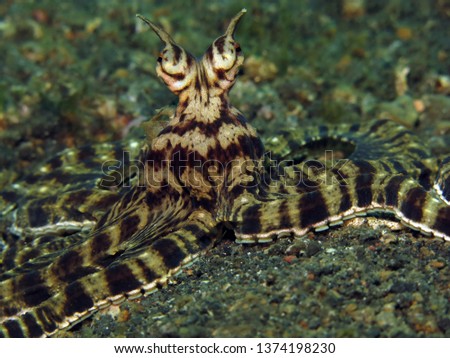 Underwater world - mimic octopus. Lembeh strait, Indonesia.                              