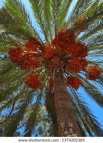 Palm tree from gorund 