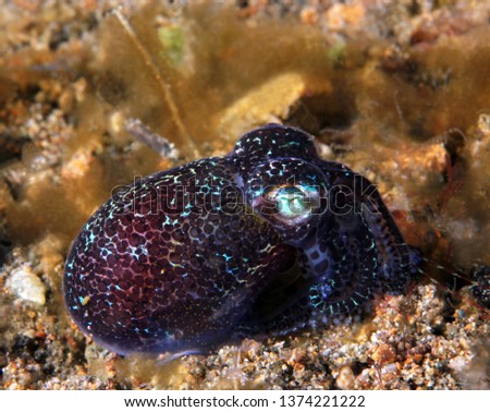 Berrys Bobtail Squid (Euprymna berryi). Anilao, Philippines