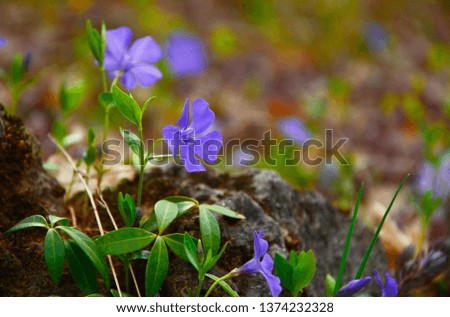 blue flower on green background (Vinca minor) 