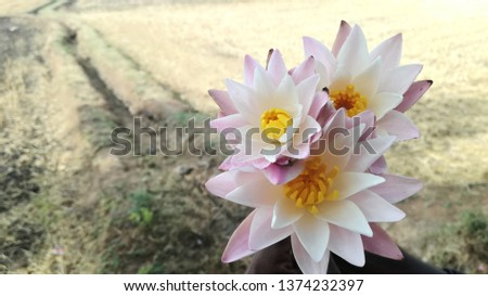 This picture (Lotus) captured in village site 