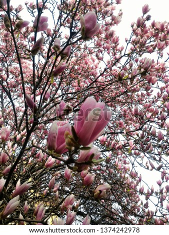 Pink magnolia flowers on tree