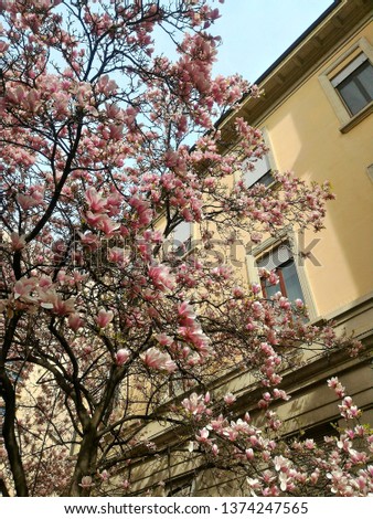 Pink magnolia flowers on tree - building in the background