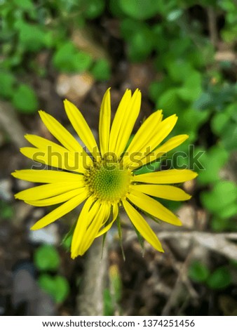 large and small yellow flowers and background photos