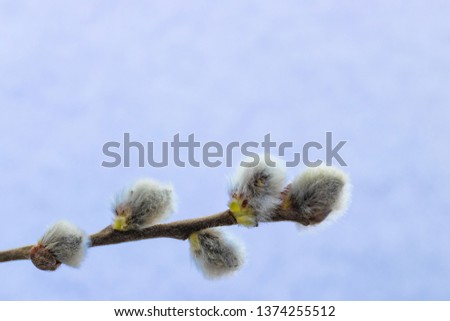 Branch of willow on a pastel blue sky background, spring or Easter composition, copy space. Simple concept, macro photography.