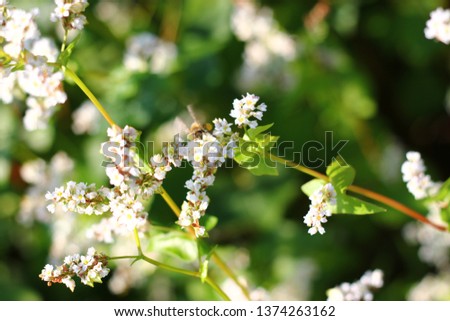 Bee on the white petal, flower of buckwheat.