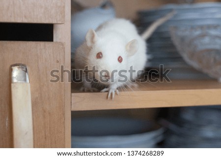 portrait. rat white symbol of the Chinese new year 2020. decorative mouse. cupboard with dishes