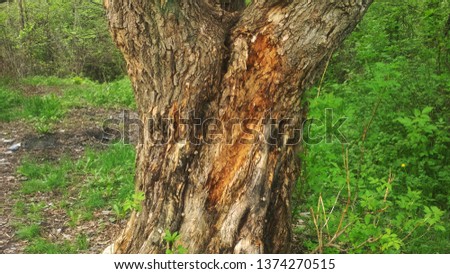 Tree in the forest sun Royalty-Free Stock Photo #1374270515