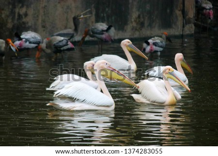 a group of Great white pelican (Pelecanus onocrotalus) swim in the lake, with group of painted storks as background  Jan 13th 2019