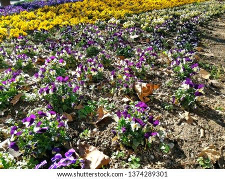 Bed of Pansy Violet flowers