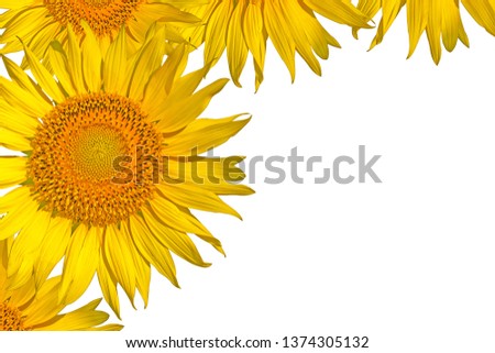 Sunflower on white background /Yellow sunflower isolated on white background. Bright decorative sun flower head with seed, cut out design element icon /Sunflower