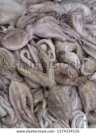 Fresh squid in the market. Mobile picture