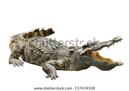 crocodile on white background crocodile on white background  strength predator powerful alligator carnivore dangerous crocodile amphibian aggressive aggression wilderness farm crocodile in thailand Royalty-Free Stock Photo #137434508