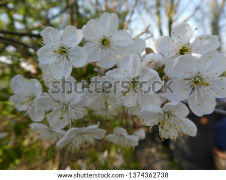 Closeup from beautiful cherry flower blossom with blue sky in the background