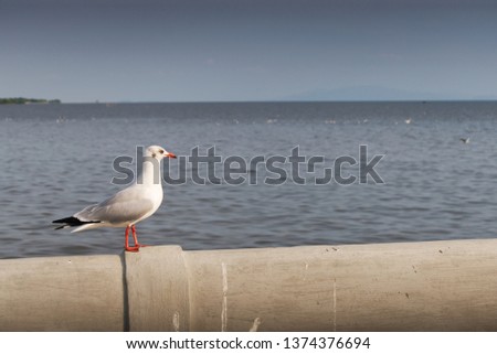 Seagulls standing on the pier looking out to the sea