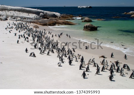 african penguin bolder beach cape town south africa