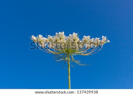 White flower against the blue sky