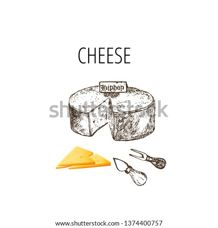 Variety of cheese sorts. Hand drawn illustration of cheese types . Sketch isolated on white and colored vector for menus and shop stickers