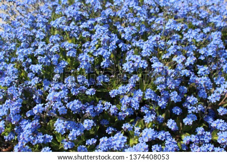 a background picture full of blue flowers