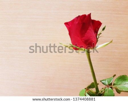A red rose with wooden background. Flower and sign of love concept.