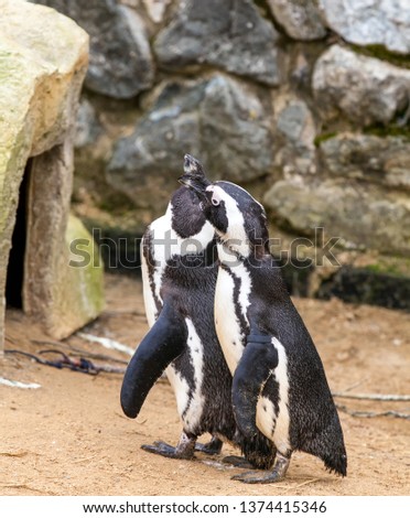 Pair of black footed penguins
standing together with their beaks up.