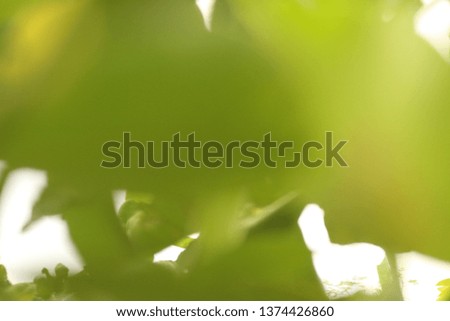 Defocus background. Royalty high quality free stock image of bokeh leaf. Defocus of green leaf on tree. Abstract nature background and beautiful wallpaper. Soft focus light on view leaves flare