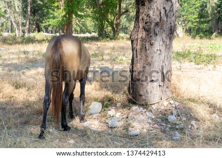 tail side brown horse