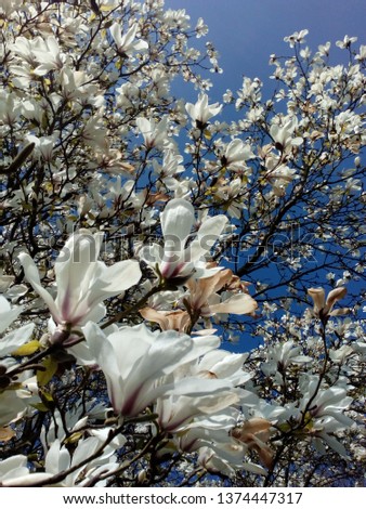 beautiful magnolia flowers in spring and beautiful blue sky