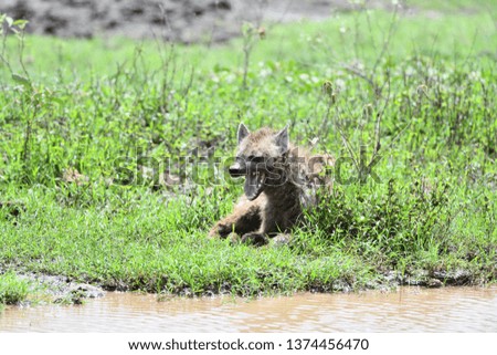 Hyena in Serengeti
