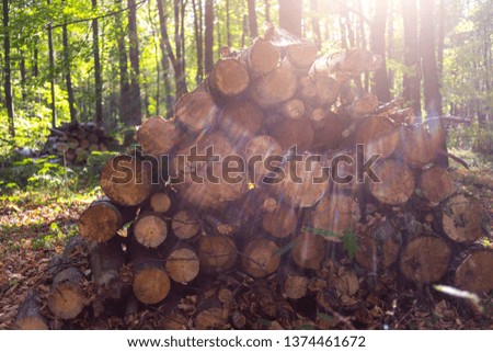 Fallen trees in the forest park "Losinyy ostrov" in Moscow